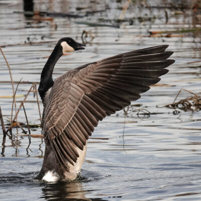 Cackling Goose,Fernhill Wetlands, January 2025