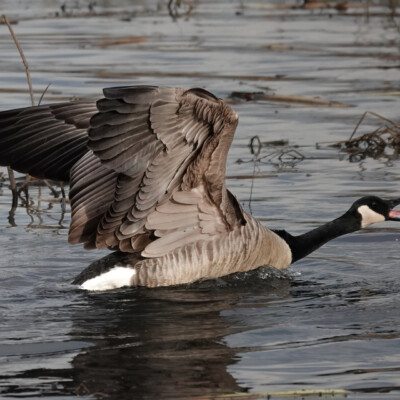Cackling Goose,Fernhill Wetlands, January 2025