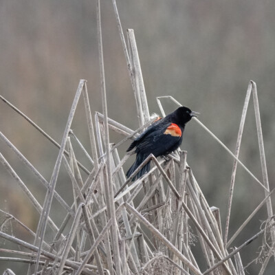 Red-winged Blackbird, Fernhill Wetlands, January 2025