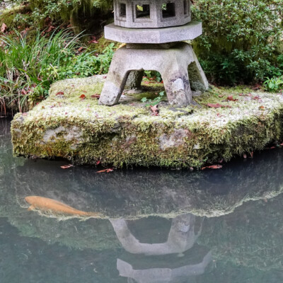 Only one side of the reflection has a koi in it