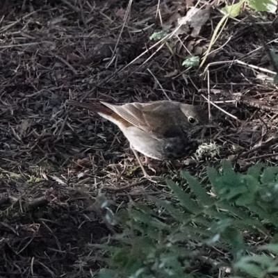 An elusive Hermit Thrush as we left the Garden