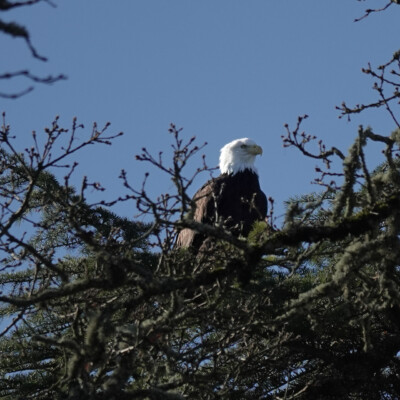 A Bald Eagle high on a treetop at Tualatin NWR