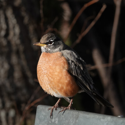 A Robin posing in the morning sun