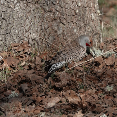 A Northern Flicker