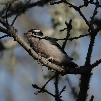 A Downy Woodpecker