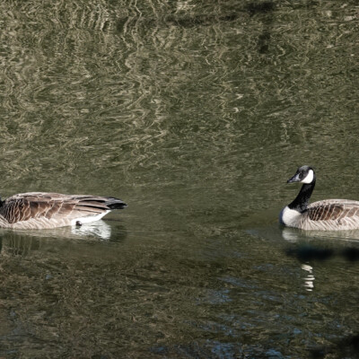 Cackling Geese