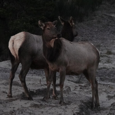 Roosevelt Elk at dusk, at Manzanita Beach