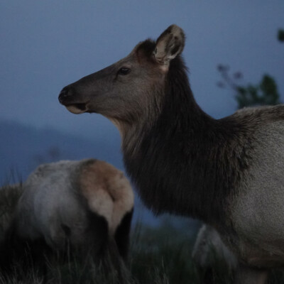 Roosevelt Elk at dusk, at Manzanita Beach