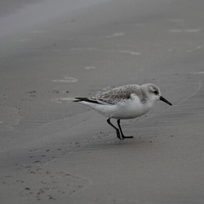 Sanderling, at Manzanita Beach