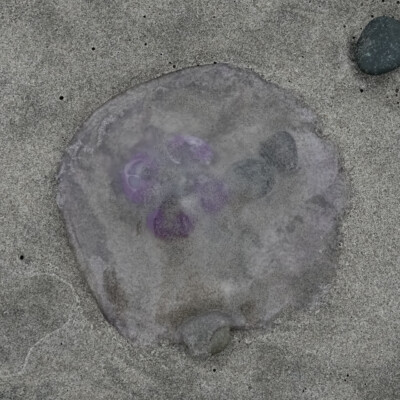 Jellyfish at Manzanita Beach