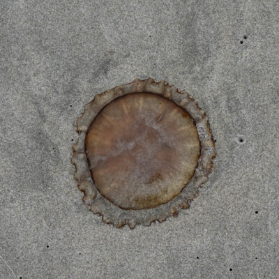 Jellyfish at Manzanita Beach