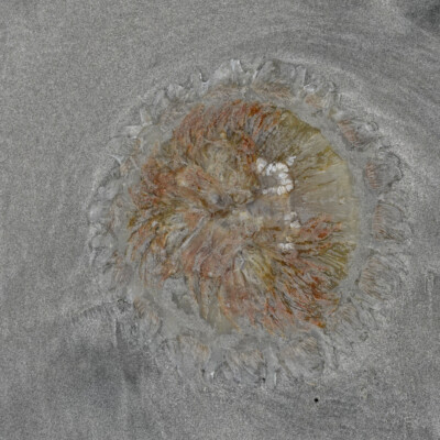 Jellyfish at Manzanita Beach