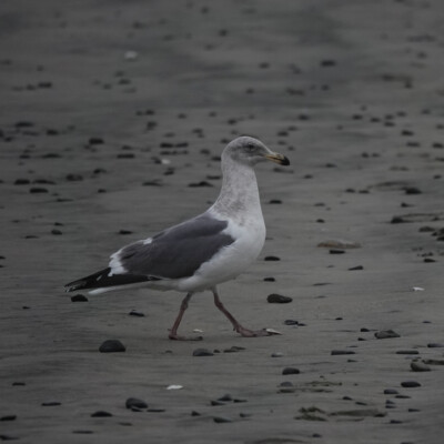 Seagull