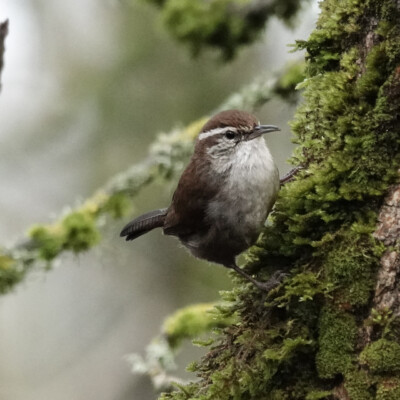 Bewick's Wren, Camassia, Winter 2024-25 Bewick's Wren