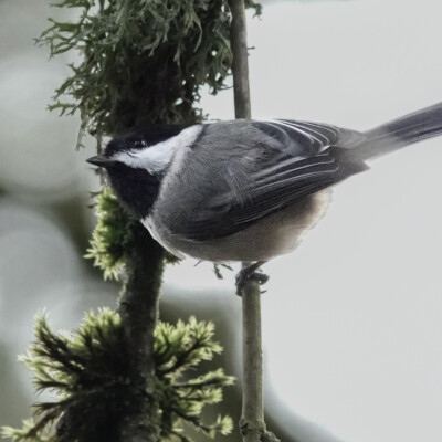Chickadee, Camassia, Winter 2024-25 Chickadee