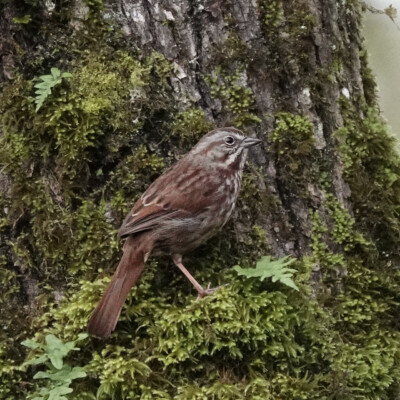 Song Sparrow, Camassia, Winter 2024-25 Song Sparrow