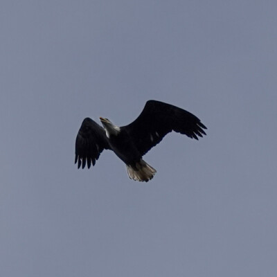 An eagle fly-by, Camassia, Winter 2024-25 An eagle fly-by at Camassia, one of the two I saw in flight.