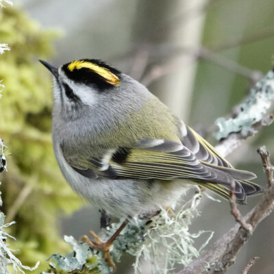 Golden-crowned Kinglet, Camassia, Winter 2024-25 Golden-crowned Kinglet