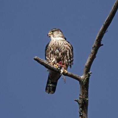 Merlin with breakfast, Camassia, Winter 2024-25 A Merlin, with its breakfast.