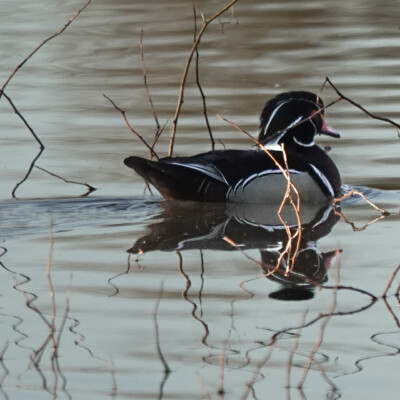 Wood Duck, Ridgefield NWR, Winter 2024-25 Wood Duck