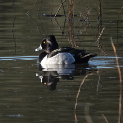 Ring-necked Duck, Ridgefield NWR, Winter 2024-25 Ring-necked Duck
