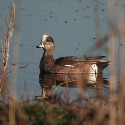 Wigeon, Ridgefield NWR, Winter 2024-25 Wigeon