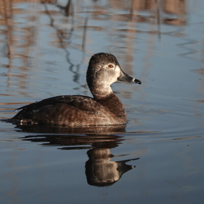 Ring-necked Duck, Ridgefield NWR, Winter 2024-25 Ring-necked Duck