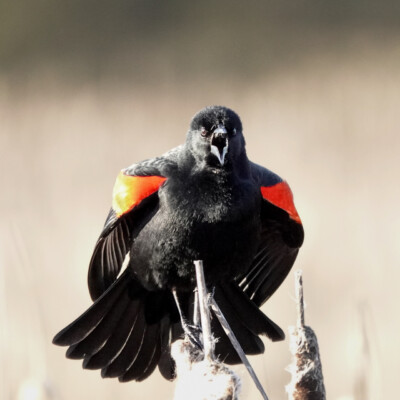 A Red-winged Blackbird letting me know what it thinks of my arrival, at Ridgefield NWR.