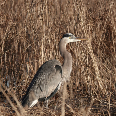 Great Blue Heron, Ridgefield NWR, Winter 2024-25 Great Blue Heron
