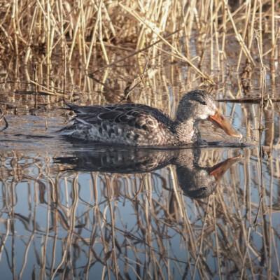Northern Shoveler, Ridgefield NWR, Winter 2024-25 Northern Shoveler
