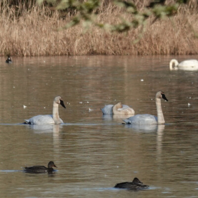Tundra Swan, Ridgefield NWR, Winter 2024-25 Tundra Swans