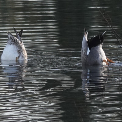 Gadwall synchronized diving