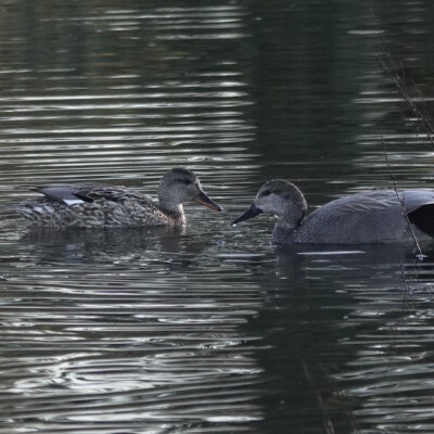 Gadwall, Ridgefield NWR, Winter 2024-25 Gadwall pair