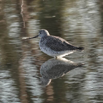 Yellowlegs, Ridgefield NWR, Winter 2024-25 Yellowlegs