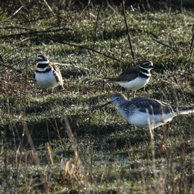 Killdeer and Yellowlegs, Ridgefield NWR, Winter 2024-25 Killdeer and Yellowlegs