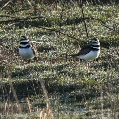 Killdeer, Ridgefield NWR, Winter 2024-25 Killdeer