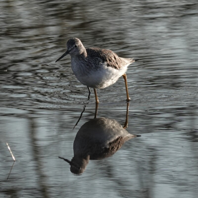 Yellowlegs, Ridgefield NWR, Winter 2024-25 A rare three-legged Yellowlegs (actually, one is a stick)