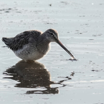 Yellowlegs, Ridgefield NWR, Winter 2024-25 Yellowlegs