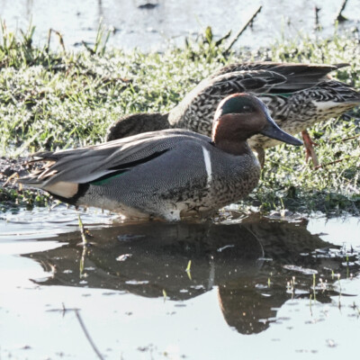 Green-winged Teal, Ridgefield NWR, Winter 2024-25 Green-winged Teal