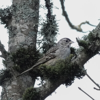 Golden-crowned Sparrow, Ridgefield NWR, Winter 2024-25 Golden-crowned Sparrow