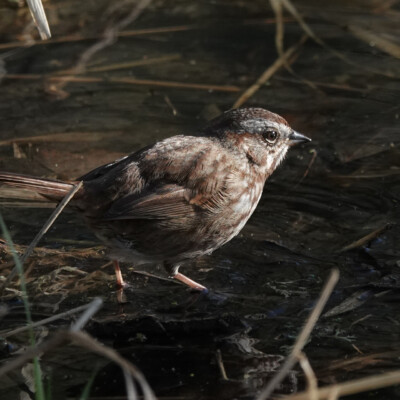Song Sparrow, Ridgefield NWR, Winter 2024-25 Song Sparrow