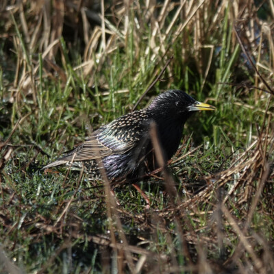 European Starling, Ridgefield NWR, Winter 2024-25 European Starling