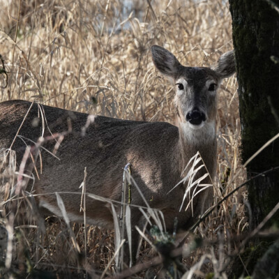 A Columbian White-tailed Deer