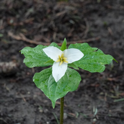 Trillium: it's springtime!