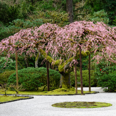 The Weeping Cherry -- planted at the home of a Japanese American family after they returned from internment camps during WW II, and relocated to the Garden in the 60s.
