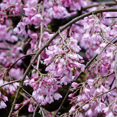 Weeping Cherry blossoms