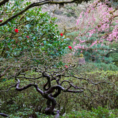First peek of the Weeping Cherry