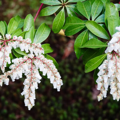 Japanese andromeda blossoms