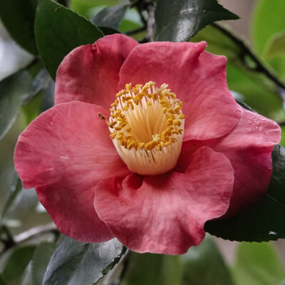 Japanese Camellia blossom