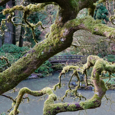 The Moon Bridge viewed through "The Tree"
